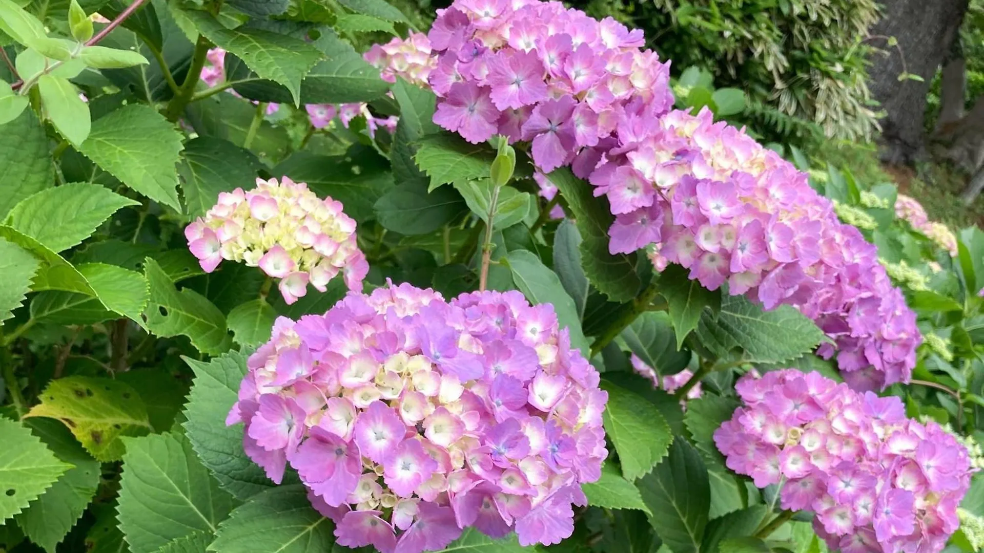 Hakone Doma - Vacation Stay 50247V 0*,  Japonya